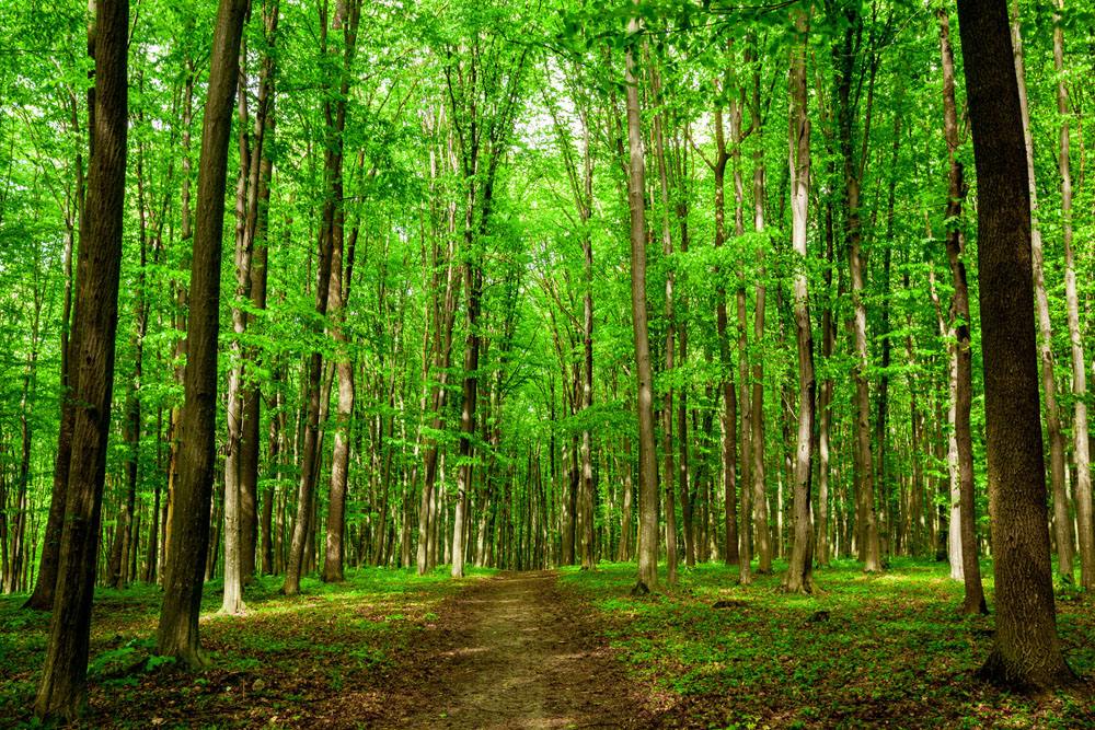 膠合板行業(yè)迎來革命性突破 真正的無醛無苯板材膠正式來臨，重塑裝飾家具板材新標(biāo)準(zhǔn)